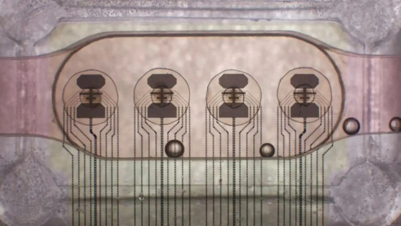 Worlds first bioprocessor uses 16 human brain organoids for a million times less power consumption than a digital chip